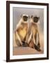 Hanuman Langur Two Adolescents Sitting, Thar Desert, Rajasthan, India-Jean-pierre Zwaenepoel-Framed Photographic Print