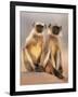 Hanuman Langur Two Adolescents Sitting, Thar Desert, Rajasthan, India-Jean-pierre Zwaenepoel-Framed Photographic Print