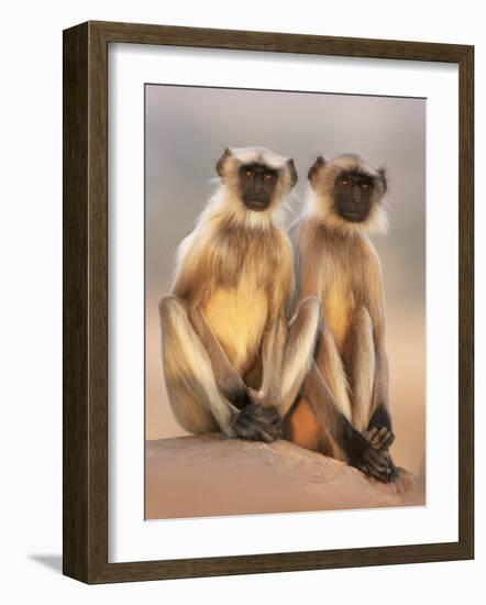 Hanuman Langur Two Adolescents Sitting, Thar Desert, Rajasthan, India-Jean-pierre Zwaenepoel-Framed Photographic Print