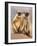 Hanuman Langur Two Adolescents Sitting, Thar Desert, Rajasthan, India-Jean-pierre Zwaenepoel-Framed Photographic Print