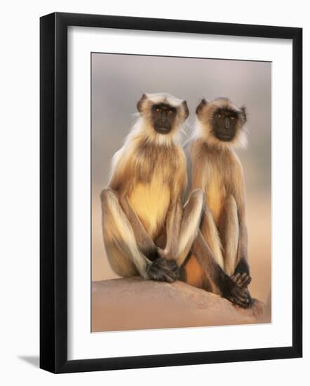 Hanuman Langur Two Adolescents Sitting, Thar Desert, Rajasthan, India-Jean-pierre Zwaenepoel-Framed Photographic Print