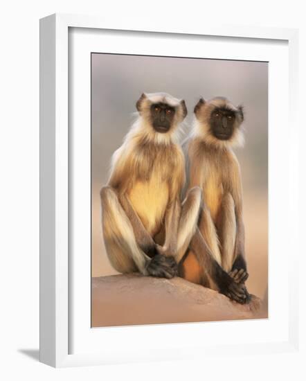 Hanuman Langur Two Adolescents Sitting, Thar Desert, Rajasthan, India-Jean-pierre Zwaenepoel-Framed Photographic Print