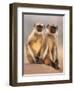 Hanuman Langur Two Adolescents Sitting, Thar Desert, Rajasthan, India-Jean-pierre Zwaenepoel-Framed Photographic Print