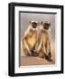 Hanuman Langur Two Adolescents Sitting, Thar Desert, Rajasthan, India-Jean-pierre Zwaenepoel-Framed Photographic Print