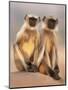 Hanuman Langur Two Adolescents Sitting, Thar Desert, Rajasthan, India-Jean-pierre Zwaenepoel-Mounted Photographic Print