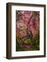 Hanuman Langurs in Bougainvillea Mandore Garden, India-Mark MacEwen-Framed Photographic Print