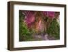 Hanuman langurs in flowering Bougainvillea tree, India-Mark MacEwen-Framed Photographic Print