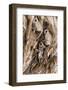 Hanuman - Northern Plains Grey Langur (Semnopithecus Entellus) Family Resting-David Pattyn-Framed Photographic Print