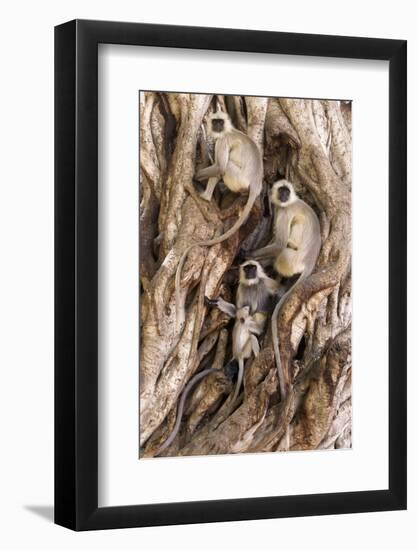 Hanuman - Northern Plains Grey Langur (Semnopithecus Entellus) Family Resting-David Pattyn-Framed Photographic Print