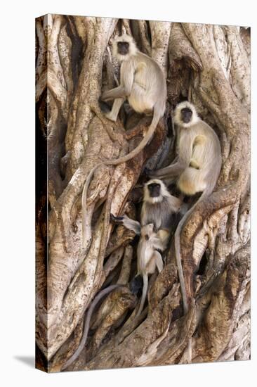 Hanuman - Northern Plains Grey Langur (Semnopithecus Entellus) Family Resting-David Pattyn-Stretched Canvas