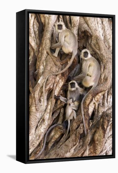 Hanuman - Northern Plains Grey Langur (Semnopithecus Entellus) Family Resting-David Pattyn-Framed Stretched Canvas