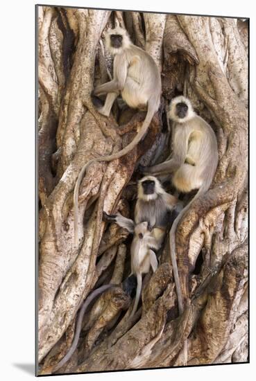 Hanuman - Northern Plains Grey Langur (Semnopithecus Entellus) Family Resting-David Pattyn-Mounted Photographic Print