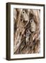 Hanuman - Northern Plains Grey Langur (Semnopithecus Entellus) Family Resting-David Pattyn-Framed Photographic Print