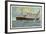 Hapag, United American Lines, Dampfer Resolute-null-Framed Giclee Print