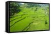 Hapao Rice Terraces, Banaue, UNESCO World Heritage Site, Luzon, Philippines, Southeast Asia, Asia-Michael Runkel-Framed Stretched Canvas