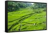 Hapao Rice Terraces, Banaue, UNESCO World Heritage Site, Luzon, Philippines, Southeast Asia, Asia-Michael Runkel-Framed Stretched Canvas