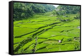 Hapao Rice Terraces, Banaue, UNESCO World Heritage Site, Luzon, Philippines, Southeast Asia, Asia-Michael Runkel-Framed Stretched Canvas