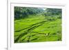 Hapao Rice Terraces, Banaue, UNESCO World Heritage Site, Luzon, Philippines, Southeast Asia, Asia-Michael Runkel-Framed Photographic Print