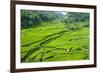 Hapao Rice Terraces, Banaue, UNESCO World Heritage Site, Luzon, Philippines, Southeast Asia, Asia-Michael Runkel-Framed Photographic Print