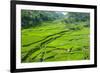 Hapao Rice Terraces, Banaue, UNESCO World Heritage Site, Luzon, Philippines, Southeast Asia, Asia-Michael Runkel-Framed Photographic Print