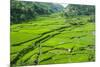 Hapao Rice Terraces, Banaue, UNESCO World Heritage Site, Luzon, Philippines, Southeast Asia, Asia-Michael Runkel-Mounted Photographic Print