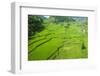 Hapao Rice Terraces, Banaue, UNESCO World Heritage Site, Luzon, Philippines, Southeast Asia, Asia-Michael Runkel-Framed Photographic Print