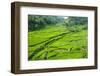 Hapao Rice Terraces, Banaue, UNESCO World Heritage Site, Luzon, Philippines, Southeast Asia, Asia-Michael Runkel-Framed Photographic Print