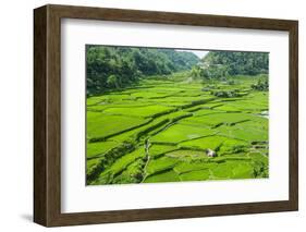 Hapao Rice Terraces, Banaue, UNESCO World Heritage Site, Luzon, Philippines, Southeast Asia, Asia-Michael Runkel-Framed Photographic Print