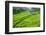 Hapao Rice Terraces, Banaue, UNESCO World Heritage Site, Luzon, Philippines, Southeast Asia, Asia-Michael Runkel-Framed Photographic Print