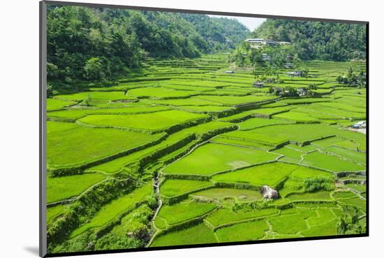 Hapao Rice Terraces, Banaue, UNESCO World Heritage Site, Luzon, Philippines, Southeast Asia, Asia-Michael Runkel-Mounted Photographic Print