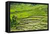 Hapao Rice Terraces, Part of the World Heritage Site Banaue, Luzon, Philippines-Michael Runkel-Framed Stretched Canvas