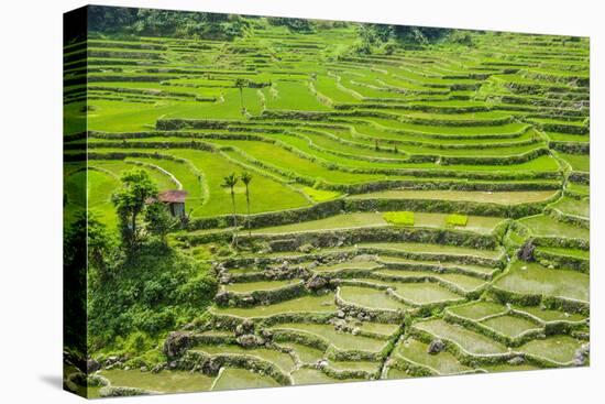 Hapao Rice Terraces, Part of the World Heritage Site Banaue, Luzon, Philippines-Michael Runkel-Stretched Canvas