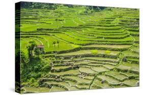 Hapao Rice Terraces, Part of the World Heritage Site Banaue, Luzon, Philippines-Michael Runkel-Stretched Canvas
