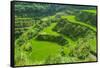 Hapao Rice Terraces, Part of the World Heritage Site Banaue, Luzon, Philippines-Michael Runkel-Framed Stretched Canvas