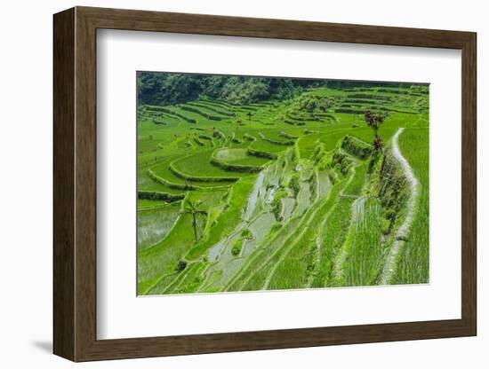 Hapao Rice Terraces, Part of the World Heritage Site Banaue, Luzon, Philippines-Michael Runkel-Framed Photographic Print