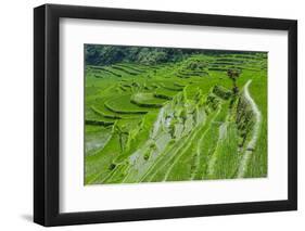 Hapao Rice Terraces, Part of the World Heritage Site Banaue, Luzon, Philippines-Michael Runkel-Framed Photographic Print