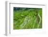 Hapao Rice Terraces, Part of the World Heritage Site Banaue, Luzon, Philippines-Michael Runkel-Framed Photographic Print