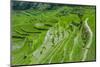 Hapao Rice Terraces, Part of the World Heritage Site Banaue, Luzon, Philippines-Michael Runkel-Mounted Photographic Print