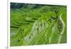 Hapao Rice Terraces, Part of the World Heritage Site Banaue, Luzon, Philippines-Michael Runkel-Framed Photographic Print