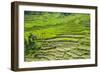 Hapao Rice Terraces, Part of the World Heritage Site Banaue, Luzon, Philippines-Michael Runkel-Framed Photographic Print