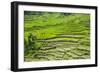 Hapao Rice Terraces, Part of the World Heritage Site Banaue, Luzon, Philippines-Michael Runkel-Framed Photographic Print