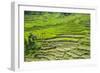 Hapao Rice Terraces, Part of the World Heritage Site Banaue, Luzon, Philippines-Michael Runkel-Framed Photographic Print