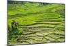 Hapao Rice Terraces, Part of the World Heritage Site Banaue, Luzon, Philippines-Michael Runkel-Mounted Photographic Print