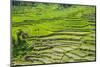 Hapao Rice Terraces, Part of the World Heritage Site Banaue, Luzon, Philippines-Michael Runkel-Mounted Photographic Print