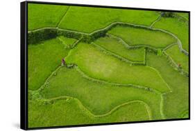 Hapao Rice Terraces, World Heritage Site, Banaue, Luzon, Philippines-Michael Runkel-Framed Stretched Canvas