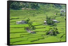 Hapao Rice Terraces, World Heritage Site, Banaue, Luzon, Philippines-Michael Runkel-Framed Stretched Canvas