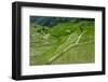 Hapao Rice Terraces, World Heritage Site, Banaue, Luzon, Philippines-Michael Runkel-Framed Photographic Print