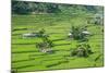 Hapao Rice Terraces, World Heritage Site, Banaue, Luzon, Philippines-Michael Runkel-Mounted Photographic Print