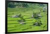 Hapao Rice Terraces, World Heritage Site, Banaue, Luzon, Philippines-Michael Runkel-Framed Photographic Print