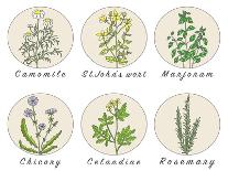 Set of Spices, Medicinal Herbs and Officinale Healing Plants Icons. Hand Drawn Illustrations. Botan-HappiestSimm-Art Print